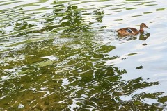 Sommer an der Krummen Lanke VI